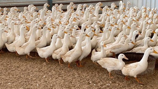 أسعار البط اليوم الاثنين 2 نوفمبر 2020