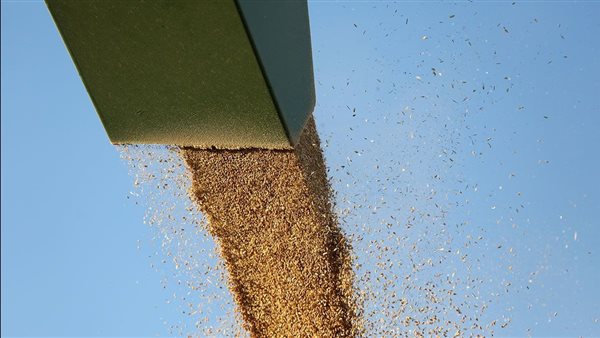 التموين: مخزون القمح يكفي حتى قدوم الموسم القادم