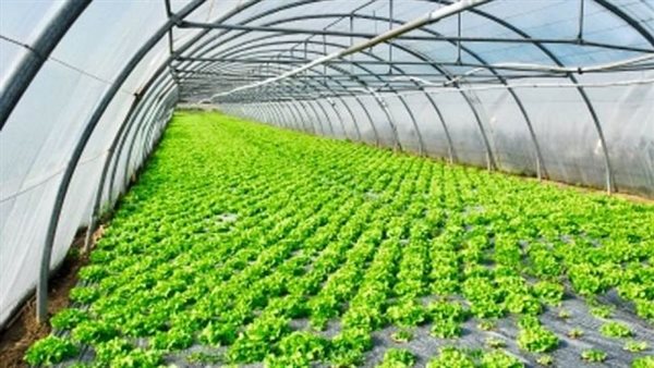 نقيب الزراعيين: افتتاح أكبر مشروع زراعي ذكي يضم 100 ألف صوبة قريبا