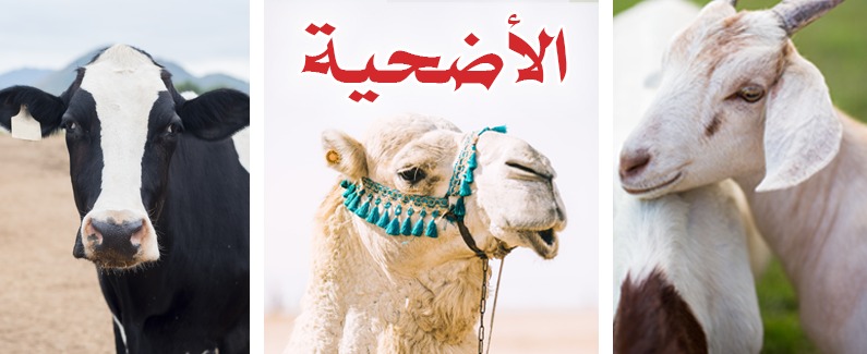عالم أزهري: إجازة الأضحية بالطيور يمثل إعلان حرب على الدولة وعلى فقهاء الأمة.