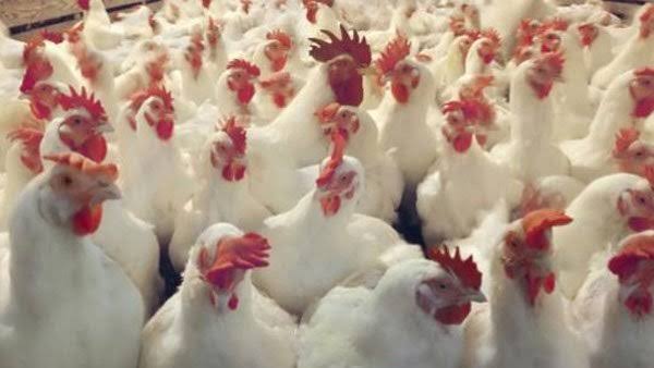 اسعار الدواجن اليوم الأربعاء 14-10-2020