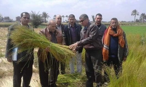 زراعه الشرقية تنفذ يوم حصاد لحقل إرشادي مزروع بمحصول الكتان بقرية كراديس بديرب نجم