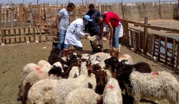 بيطري الشرقية يُحصن 76 ألف و 623 رأس أبقار و 30 ألف و 411 رأس اغنام ويرقم ويسجل 3723 رأس للوقاية من الجلد العقدي و جدري الأغنام