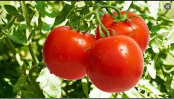 نقيب عام الفلاحين: اسعار الطماطم لن تنخفض بالتصريحات