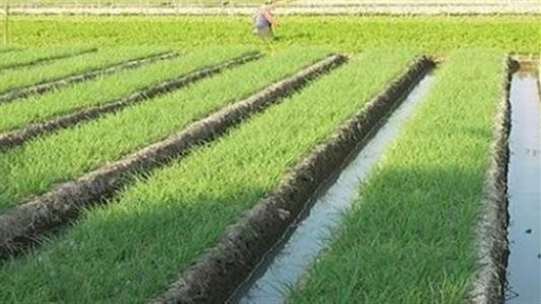 محافظ الشرقية يتابع انتظام سير عملية توريد محصول الأرز لمواقع التجميع بنطاق المحافظة