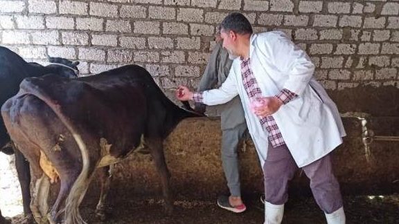 بيطري الشرقية تحصين 82 ألف رأس ماشية ضد التهاب الجلد العقدي والجدرى