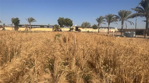 وكيل وزارة الزراعة بالشرقية: تنفيذ فعاليات حملة صيانة محصول القمح