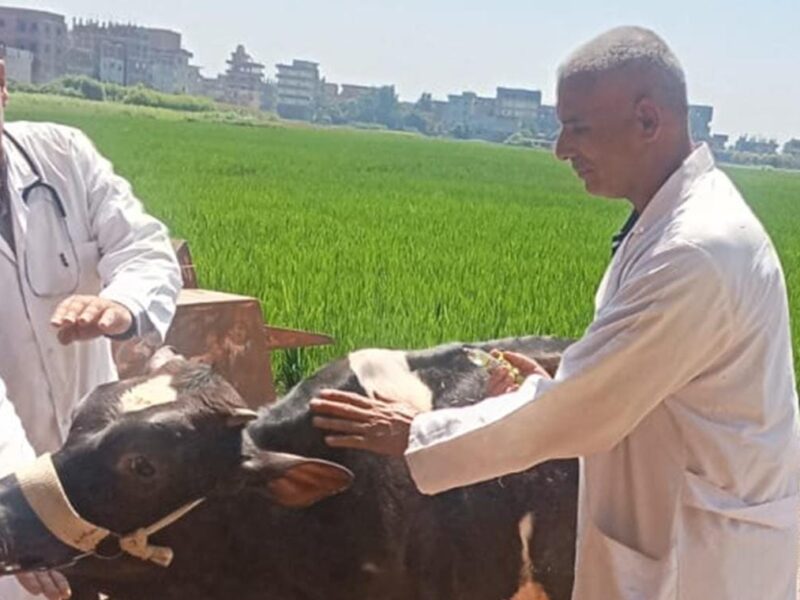 جامعة الزقازيق تطلق خطتها السنوية للقوافل البيطرية المجانية بقرية الطيبة