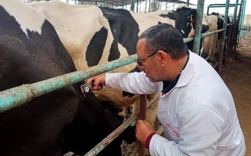 بيطري الشرقية ينتهي من فحص 4268 رأس ماشية ضد البروسيلا والسل