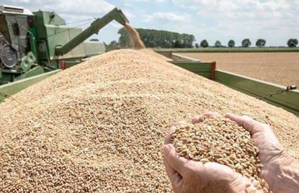 الشرقية تحصد 281 ألف فدان منذ بدء موسم حصاد القمح