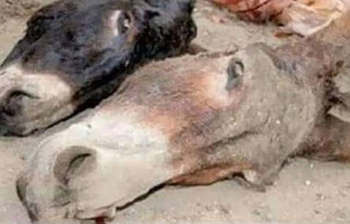 العثور على حمير مذبوحة في ابو كبير.. والأمن يكشف تفاصيل الواقعة