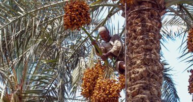 “الزراعة” تقدم روشتة لزيادة انتاج البلح وتحسين جودة وسرعة نضج التمور “