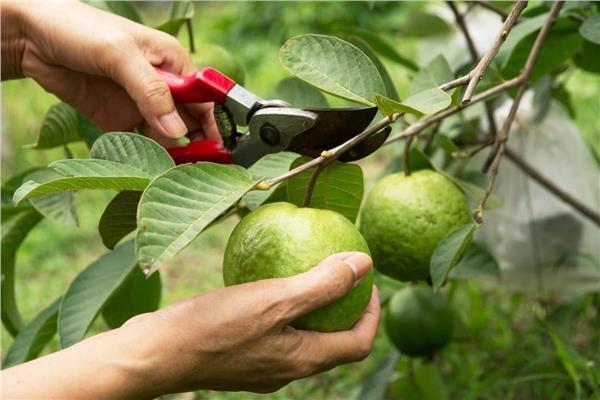 توصيات من «الزراعة» للتعامل مع أشجار الجوافة
