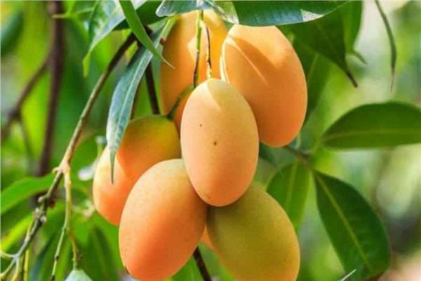 «الزراعة» تصدر 5 توصيات لمنع تشققات ثمار المانجو خلال يوليو
