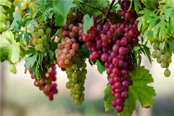 16 توصية من «الزراعة» عند جني محصول العنب ومكافحة الآفات