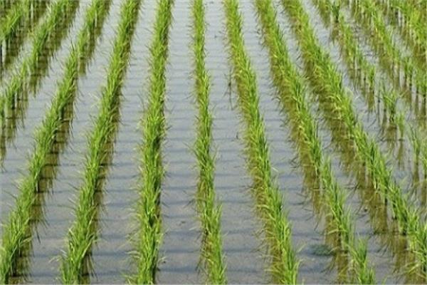 «الزراعة» تصدر روشتة نصائح للفلاح بشأن التعامل مع محصول الأرز