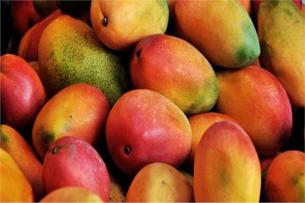 أسعار المانجو في سوق العبور السبت 25 يوليو والهندي بـ 9 جنيهات
