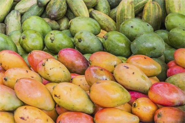 أسعار المانجو بسوق العبور الأربعاء 5 أغسطس