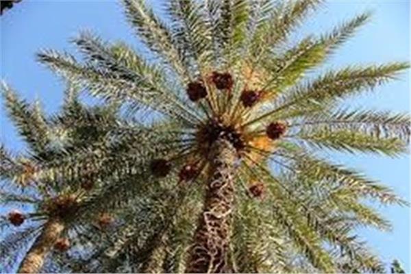 4 نصائح من «الزراعة» للتعامل مع أشجار النخيل خلال أغسطس