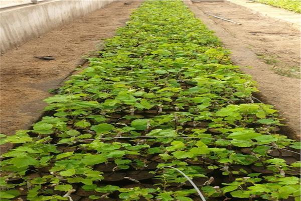 «الزراعة» تعلن حصاد معهد بحوث أمراض النباتات خلال أغسطس الماضي