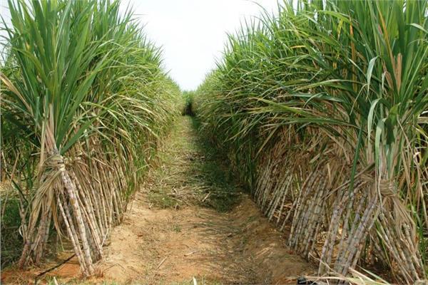 5 نصائح للمزارعين للتعامل مع محصول «قصب السكر»