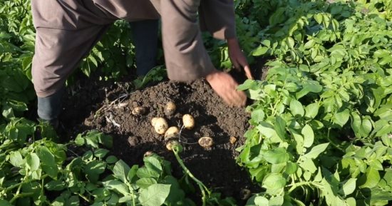 زراعة النواب تناقش ارتفاع أسعار تقاوي البطاطس