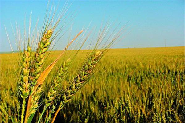 وزارة الزراعة ترفع حالة الاستعداد لاستقبال عيد الفطر المبارك