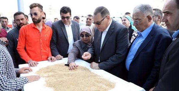 محافظة الشرقية الأولى في توريد القمح بـ 408 آلاف طن