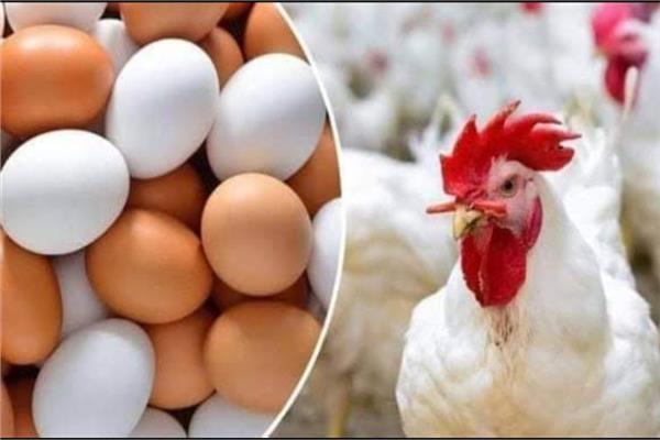 أسعار الفراخ البيضاء والبيض في الأسواق والمنافذ