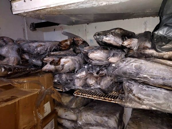 بيطري الشرقية يحرر محضرين مخالفة لثلاجتين لحفظ وبيع اللحوم والأسماك ويضبط 750 كجم أسماك وجمبري و كاليماري و دجاج خلال حملات تفتيشية بمدينة الزقازيق