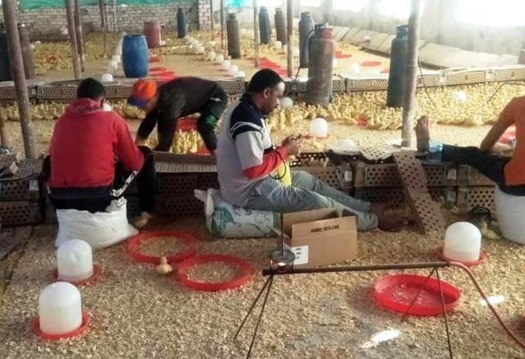 بيطري الشرقية يُحصن 39 ألف و 860 طائر ضد مرض أنفلونزا الطيور ويعقد 200 ) ندوة إرشادية للحفاظ على الثروة الداجنة بالمحافظة