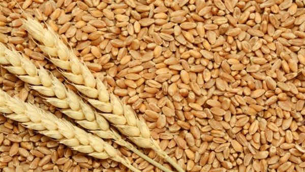 مدير معهد المحاصيل: مصر ستحقق 75% من احتياجاتها من القمح في 2030