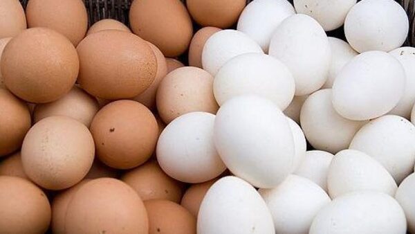 سعر كرتونة البيض  اليوم السبت 25أبريل 2020