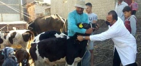 يطري الشرقية يُنظم قافلة بيطرية بالمجان بقرية القصبي شرق بمركز الحسينية
