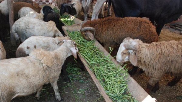 التموين: بيع خراف العيد بالتقسيط على 6 شهور