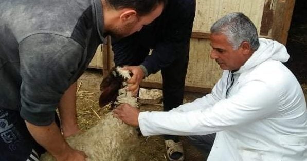 جامعة الزقازيق توجه قافلة بيطرية لقرية اولاد مهنا مركز بلبيس بمحافظة الشرقية