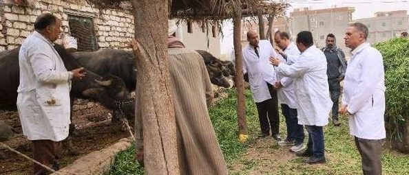 بيطري الشرقية يُحصن 441 ألف و 349 رأس ماشية للوقاية من مرض الحمى القلاعية وحمى الوادي المتصدع