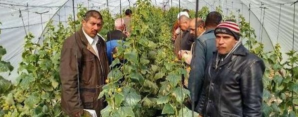 زراعة الشرقية : تُنفذ يوم تدريبي ومدرسة حقلية عن زراعة محصولي المانجو والخيار