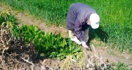 زراعة الشرقية: إستمرار تنفيذ فعاليات الحملة القومية لمكافحة القوارض بمراكز ومدن المحافظة