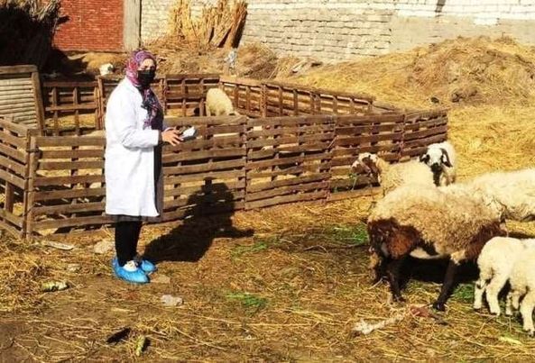 بيطري الشرقية يُجري الترصد الوبائي لـ 395 قرية و 43 سوق