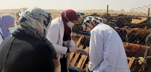 بيطري الشرقية يُحصن 524 ألف و 871 رأس ماشية للوقاية من مرض الحمى القلاعية والوادي المتصدع