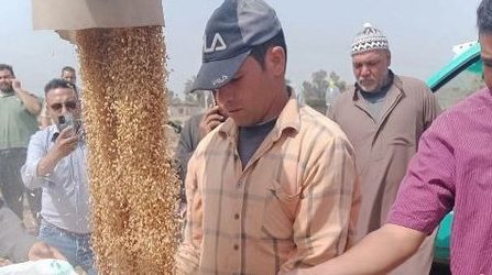 اليوم…حصاد ٣٣٦ ألف و٥٧٣ فدان… و سنابل القمح الذهبية تُزف لشون وصوامع الشرقية