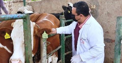 بيطري الشرقية فحص 5546 رأس ماشية ضد البروسيلا والسل البقري