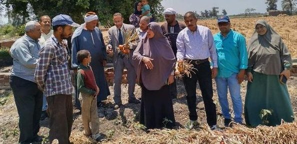 زراعة الشرقية تُنفذ يوم حصاد لمحصول البصل المحمل مع القطن بمركزي الزقازيق وأبو حماد