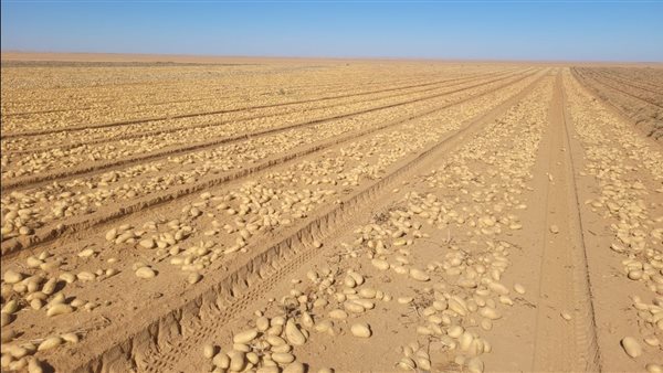 وزارة الزراعة: فحص 527 ألف طن بطاطس للتصدير خلال الربع الأول من العام الجاري