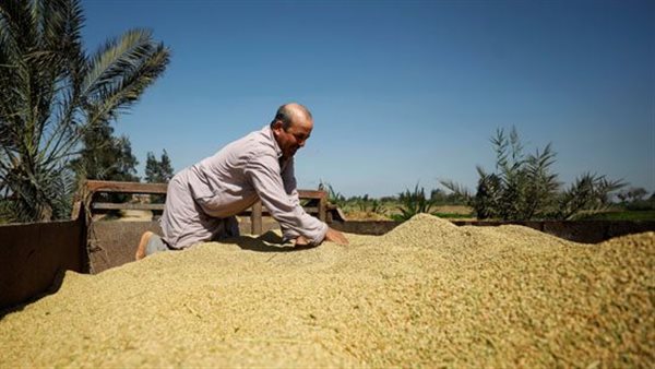 رئيس شعبة الأرز في غرفة صناعة الحبوب يُبَشِّر بانخفاض الأسعار