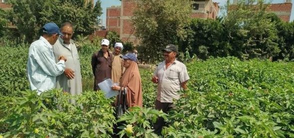 زراعة الشرقية بالتعاون مع معهد بحوث المحاصيل الحقلية تنفذ يوم حقلي