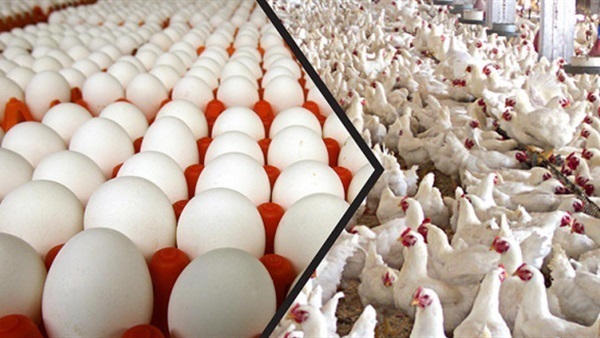 الزراعة: مصر تنتج سنويا 1.4 مليار دجاجة و13 مليار بيضة