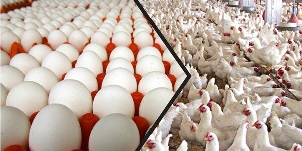 أسعار الدواجن والكتاكيت والبيض اليوم الأثنين 30/8/2021