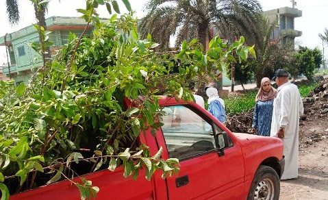 زراعة 9005 شجرة مثمرة بالتعاون بين مديرية الزراعة بالشرقية ورؤساء المراكز والمدن والأحياء والمجتمع المدني